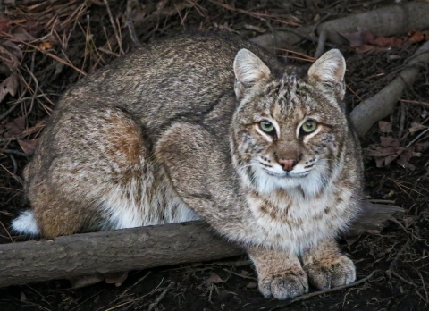 Bobcat resting over tree branches and leaves. 