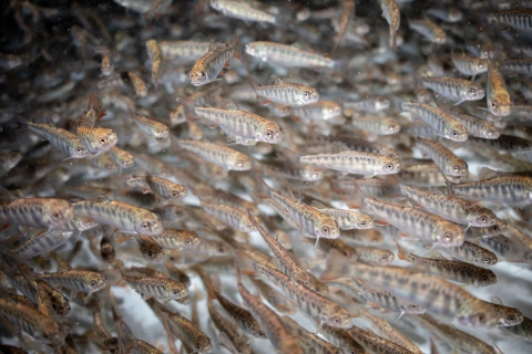 Underwater photo of numerous juvenile Brook trout 