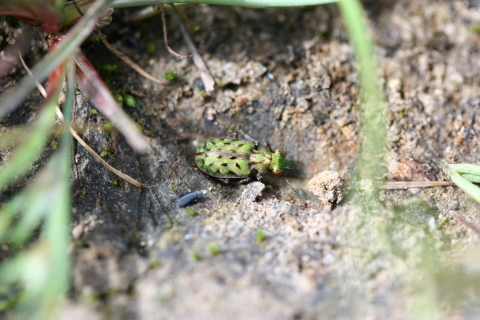 Delta green ground beetle on the dirt. The beetle has vivid brown stripes and black spots on its iridescent green body.