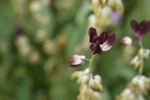 Close-up of the small, dark purple blooms of California jewelflower
