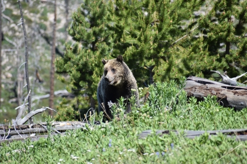 Grizzly bear standing on log in a pine forest