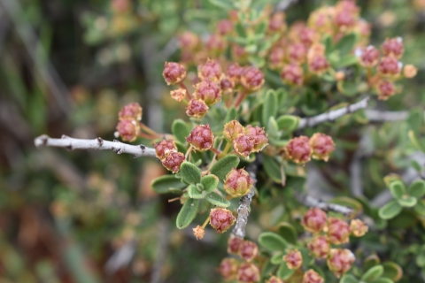 Fruiting parts of Pine Hill ceanothus