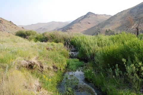 Close up of a creek with green riparian vegetation all around. In the diatance, mountains are visible, but the air quality is poor because of smoke from near-by fires.