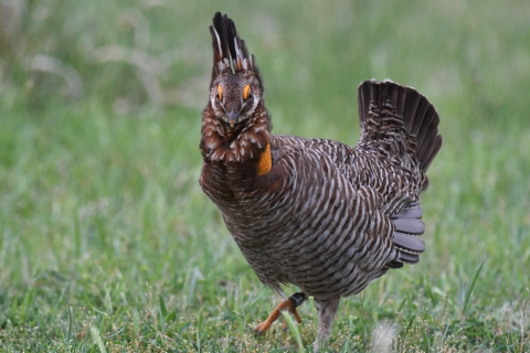 A plump brown and gray ground bird raises its tail feathers and struts in the short grass.