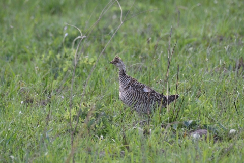 A prairie-chicken hen stands in the short grass
