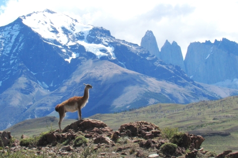 Profile of guanaco on hilly terrain with snow-capped mountains in the background