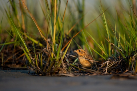 small bird in marsh grass