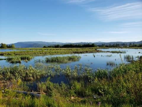 Wetland habitat with mountain in background