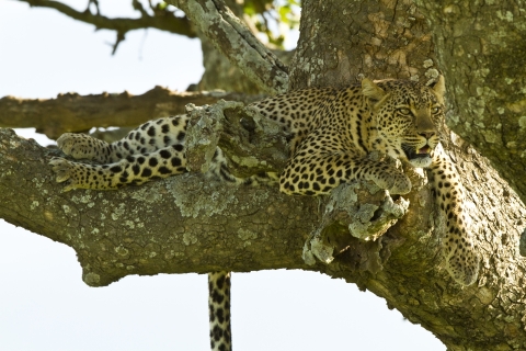Resting Time