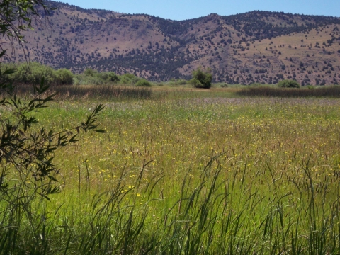 Malheur NWR_CAA_Wet Meadows