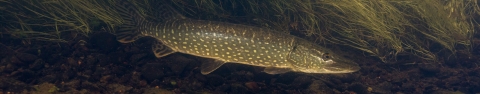 A northern pike swimming along the edge of underwater plants.