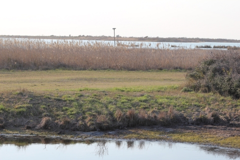 View across open water, short green grass, and brown phragmites reeds