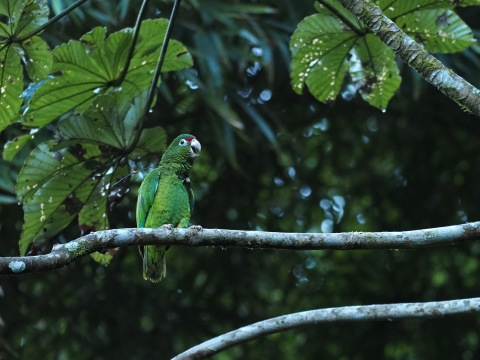 A bright green parrot with red markings on its face is perched on a tree branch in a rain forest.