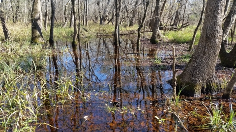 forest wetlands at San Bernard National Wildlife Refuge