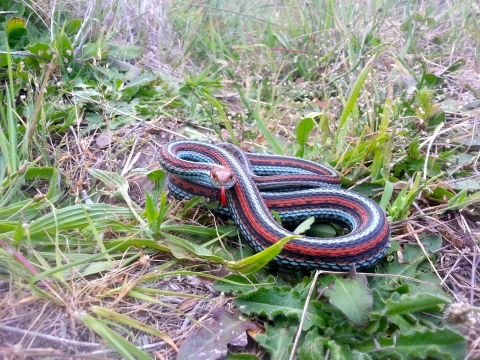 A San Francisco garter snake faces the camera in a defensive stance