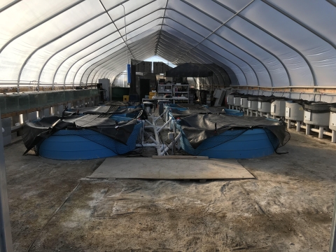 inside sucker rearing building