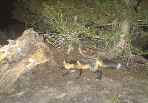 a black and orange-colored fox runs through a forest at night