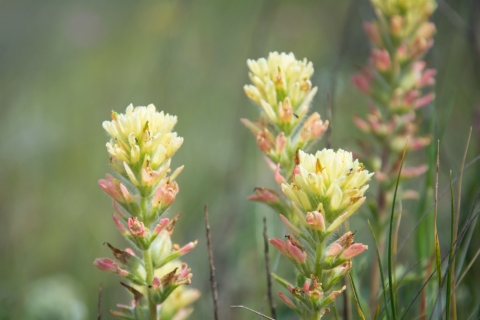 Four stalks of Tiburon paintbrush blooming with pink to cream colored flowers
