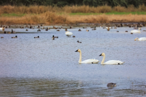 Pair of tundra swans swimming in small pond surrounded by other waterfowl.