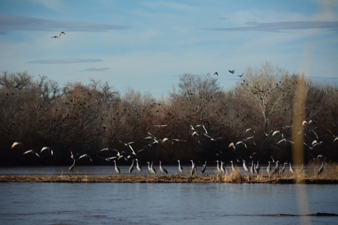 A group of birds take off over a body of water at Valle de Oro National Wildlife Refuge.