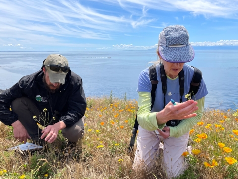 Staff from Washington State survey for Island Marble Butterfly