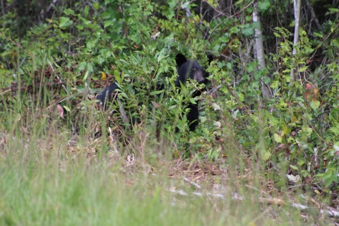 A black bear hides behind sparse shrubs at the edge of the woods