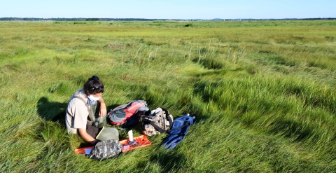 A refuge biologist doing salt marsh sparrow work in a salt marsh at Parker River NWR.