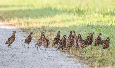 A group of about twenty quail stand at the edge of a road