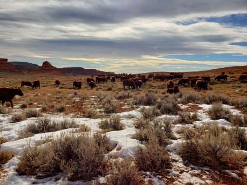 Cattle grazing in sagebrush and snow