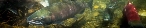 A coho salmon swimming along a rocky river bottom. 