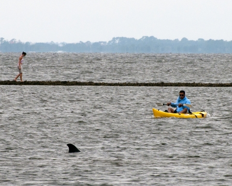 Paddler in kayak in Apalachee Bay passing a dolphin off shore from the St. Marks Lightouse.