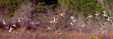 Mallards and Northern Pintails take flight over the Eufaula National Wildlife Refuge along the Houston Unit.