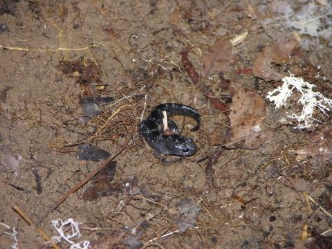 A small salamander, mottled black and gray, sits near fine tree roots