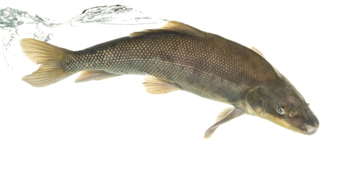 a fish with a broad blunt nose swims in front of a white background