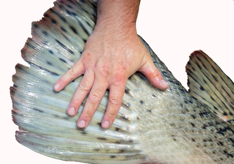 a man's hand on a big fish tail