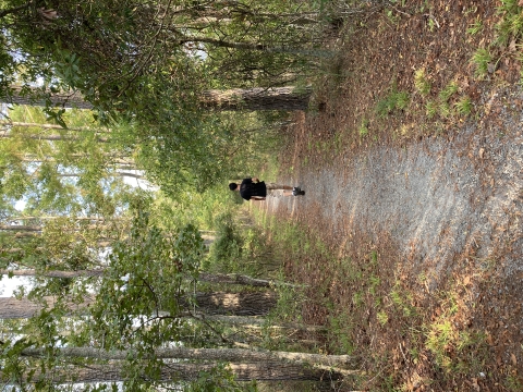 A person walks along a narrow gravel path through a forest