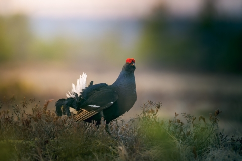 Sage-grouse
