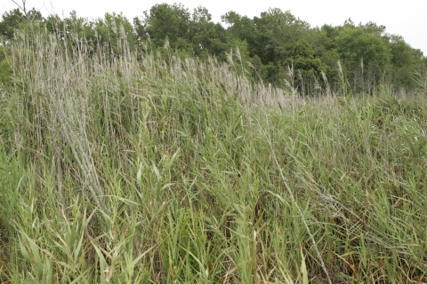 Thicket of uniform reeds