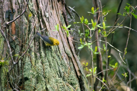 A small yellow bird with blue-gray wings perches on the side of a stump