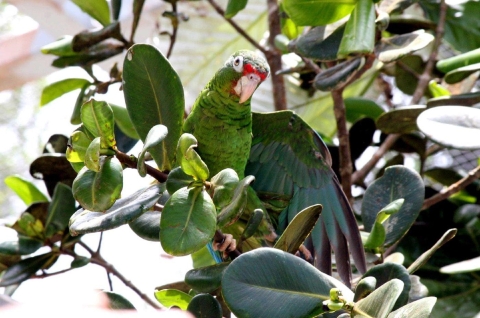 A bright green parrot with red markings around its beak spreads its wings.