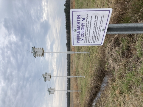 Three multi-compartment bird houses stand on poles in a field in front of a sign reading "Purple Martin Colony"