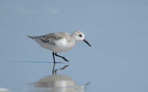 A gray-and-white shorebird steps forward in a thin sheet of water