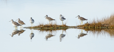 Shorebirds in the salt marsh