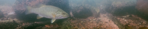 A smallmouth bass swimming along a rocky lake bottom.