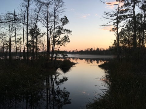 The last light of sunset reflects off a creek framed by trees and fog