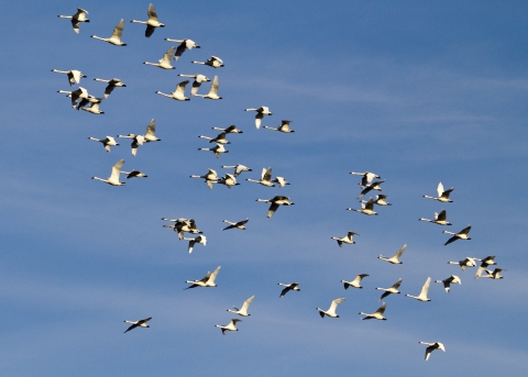 A group of about sixty tundra swans fly across a blue sky with wisps of clouds