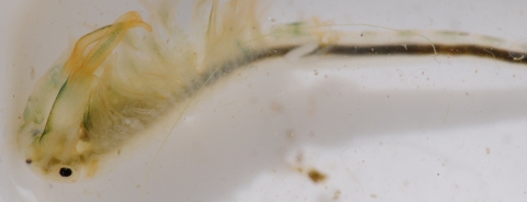 Close up of a vernal pool fairy shrimp in a survey container