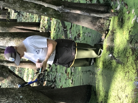 A person in a USFWS uniform and waders stands knee-deep in a swamp, taking nots on a phone