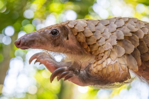 Close-up of white-bellied pangolin showing face and front claws