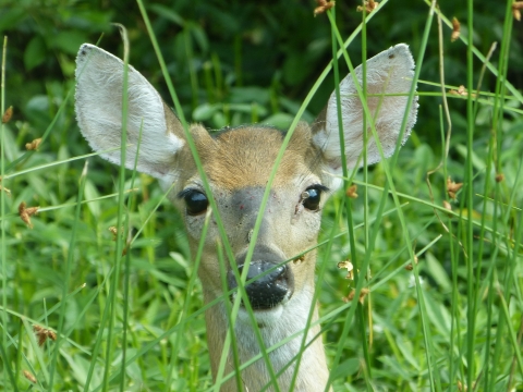 A deer pokes its head up behind rushes